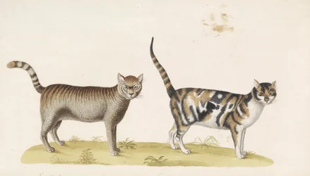 Wilde Katze, Hauskatze